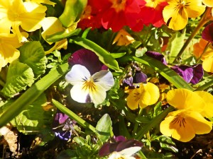 OLYMPUS DIGITAL CAMERA