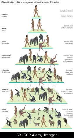 Classification tree of the species Homo sapiens (modern humans) within the order Primates.
