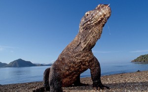 komodo-dragon-wallpapers-1680x1050