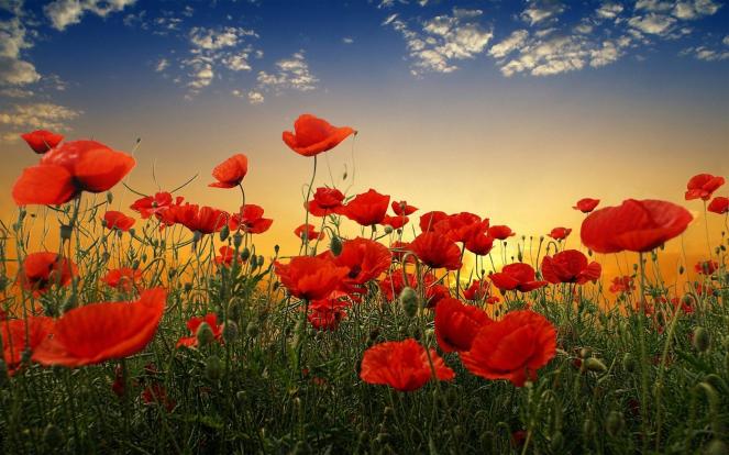 Poppy-HD-Wallpapers-Free-Download-10