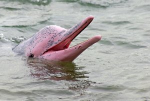 pink-dolphin-facts